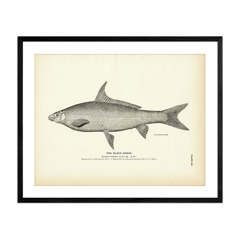 Black Horse Art Print - Muir Way - Fisheries