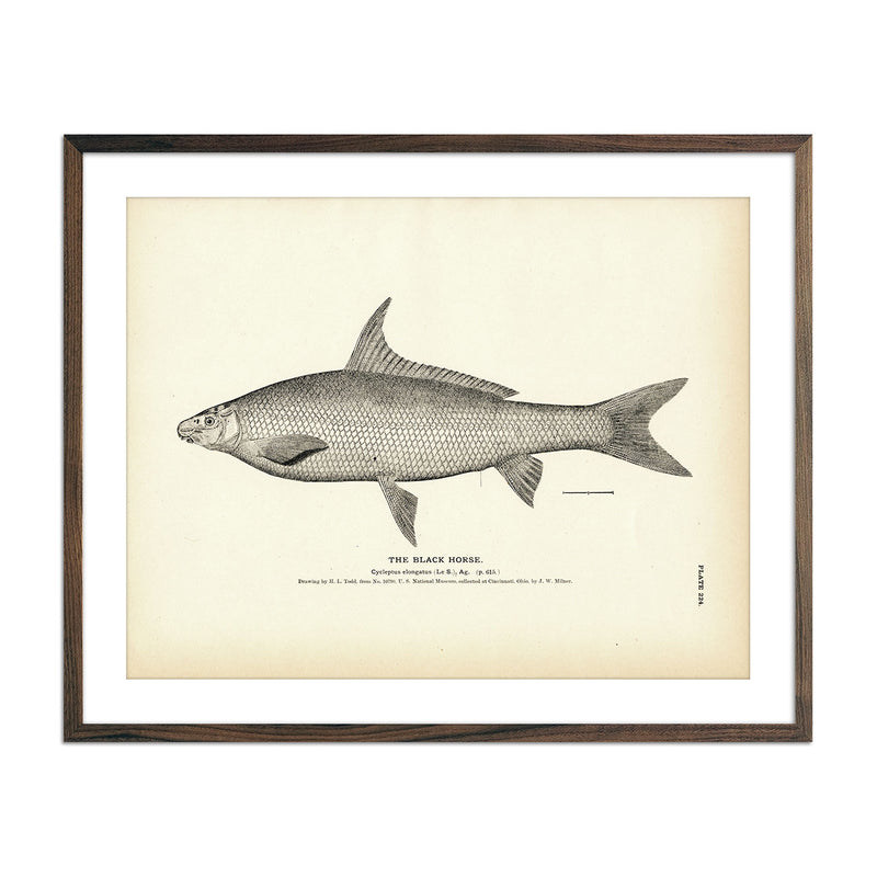 Black Horse Art Print - Muir Way - Fisheries