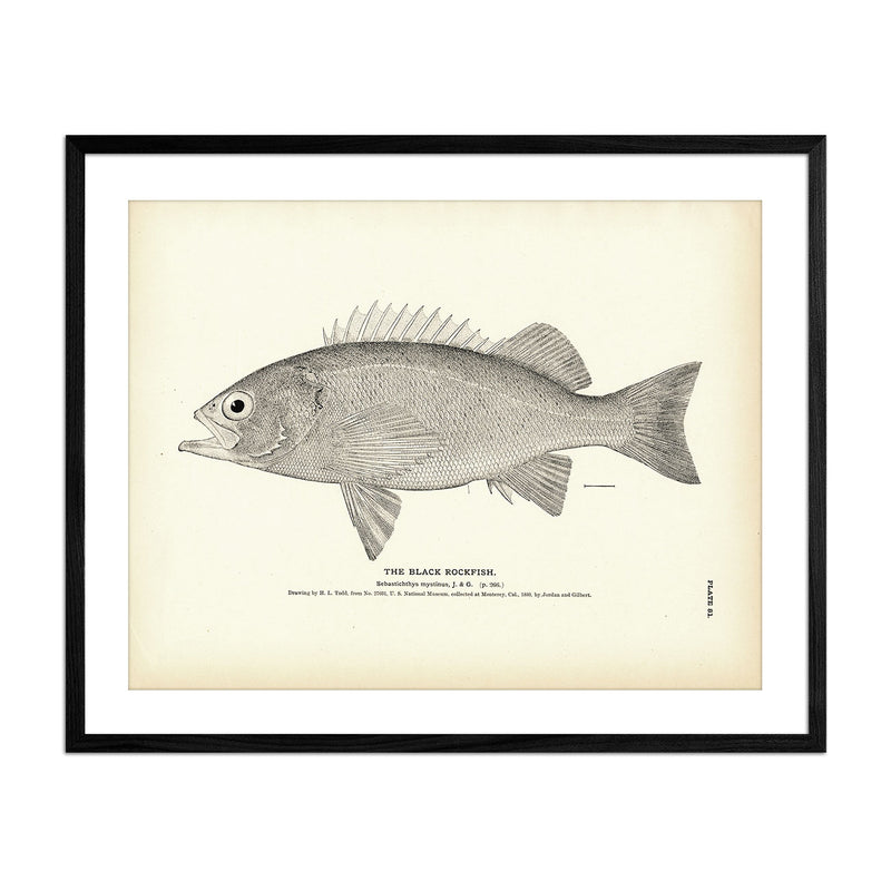 Black Rockfish Art Print - Muir Way - Fisheries