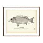Vintage Black Rockfish fish print