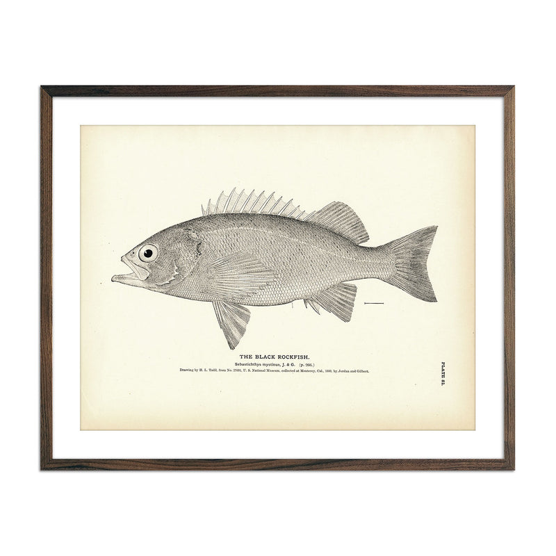 Black Rockfish Art Print - Muir Way - Fisheries