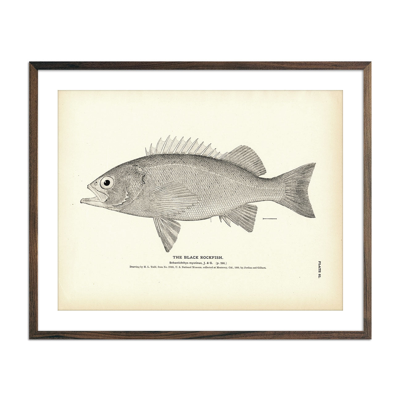 Vintage Black Rockfish fish print