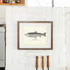 Black-Spotted Trout Art Print