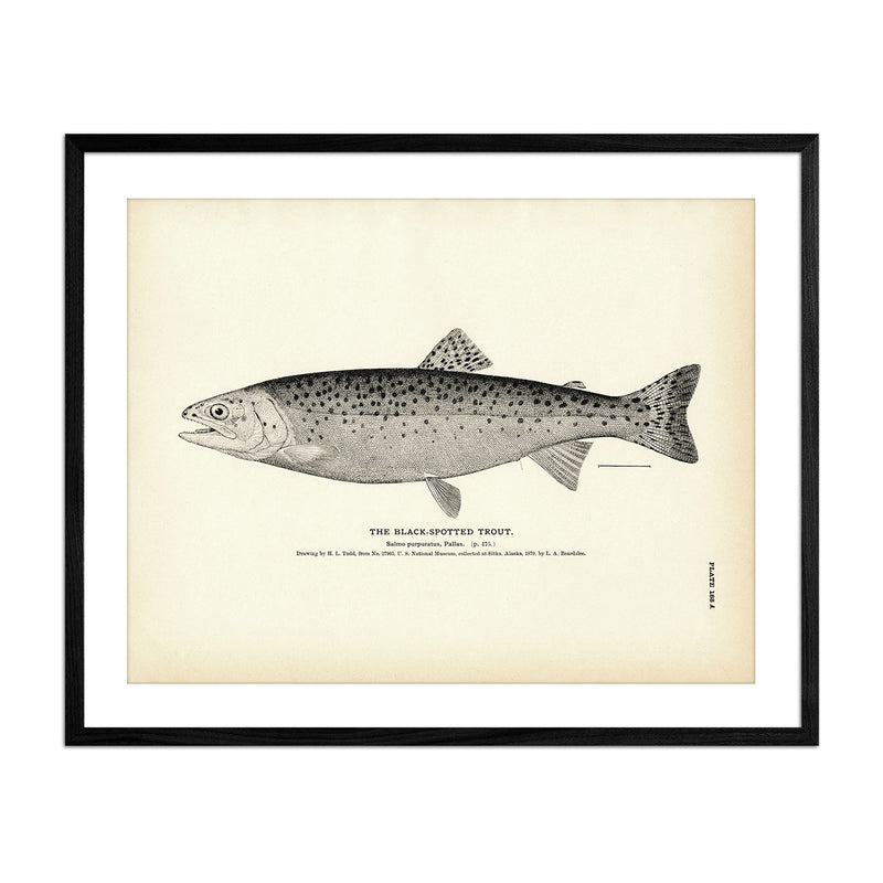 Black - Spotted Trout Art Print - Muir Way - Fisheries