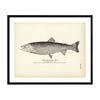 Black-Spotted Trout Art Print