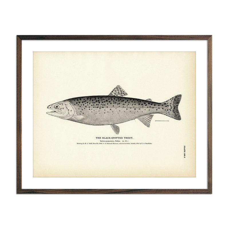 Black - Spotted Trout Art Print - Muir Way - Fisheries