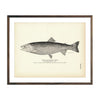 Vintage Black-Spotted Trout fish print