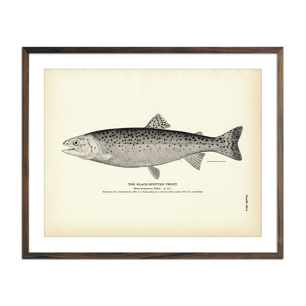 Vintage Black-Spotted Trout fish print