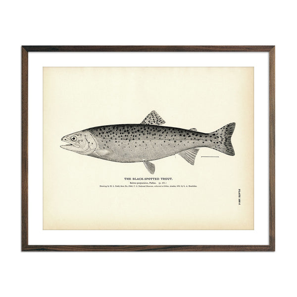 Black-Spotted Trout - 1884 Print