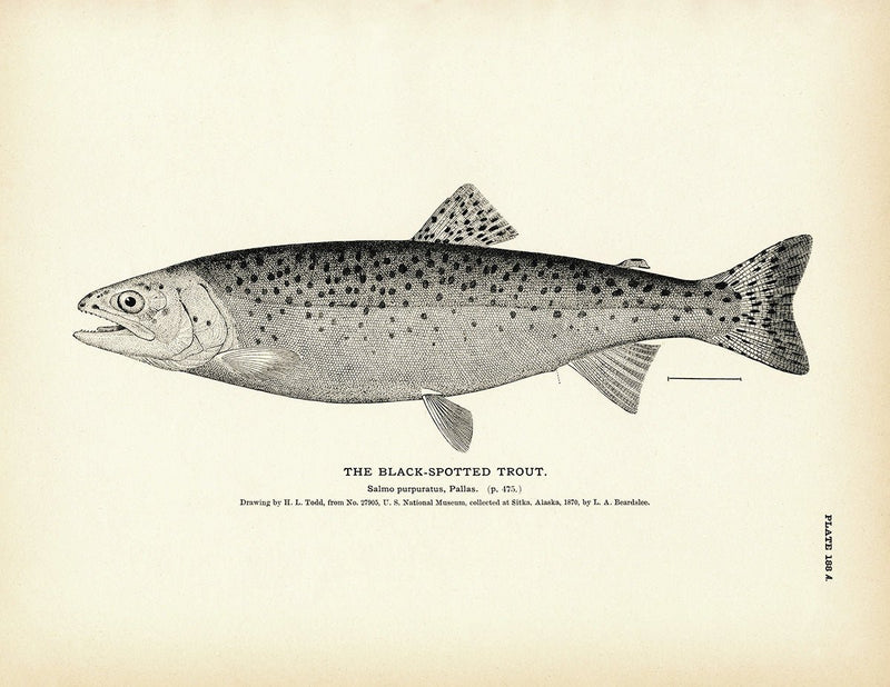 Black - Spotted Trout Art Print - Muir Way - Fisheries
