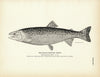 Black-Spotted Trout Art Print