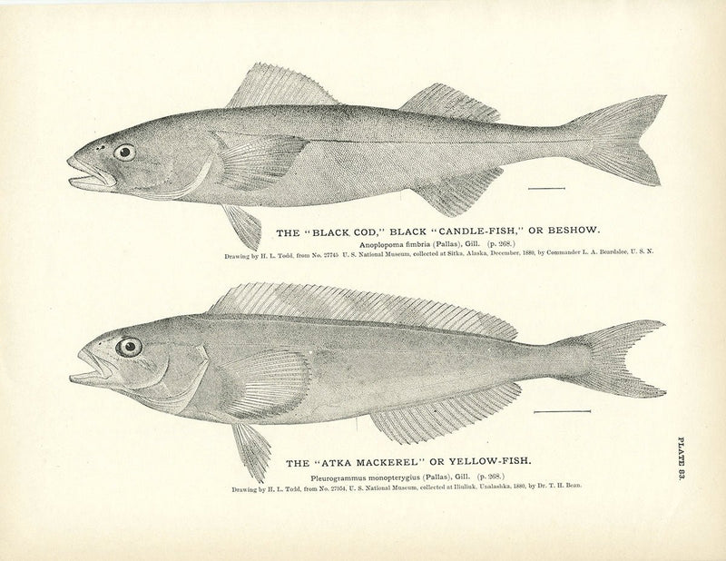 Black Cod (Black Candle - Fish or Beshow) and Atka Mackerel (Yellow - Fish) Art Print - Muir Way - Fisheries