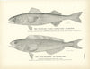 Black Cod (Black Candle-Fish or Beshow) and Atka Mackerel (Yellow-Fish) Art Print