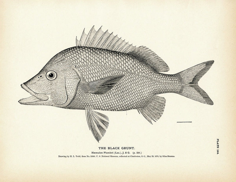 Black Grunt Art Print - Muir Way - Fisheries