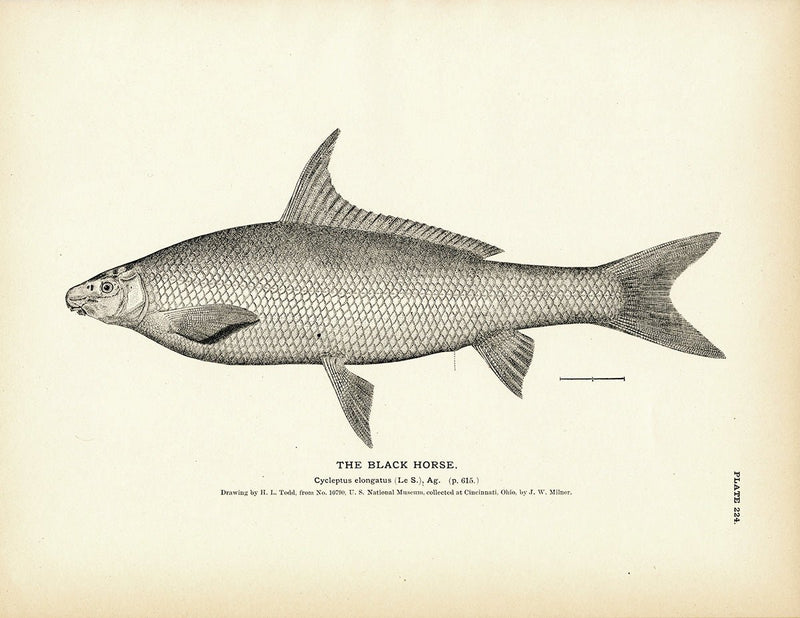 Black Horse Art Print - Muir Way - Fisheries