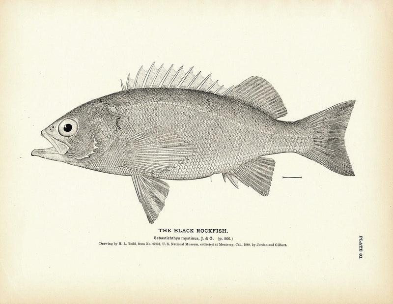 Black Rockfish Art Print - Muir Way - Fisheries