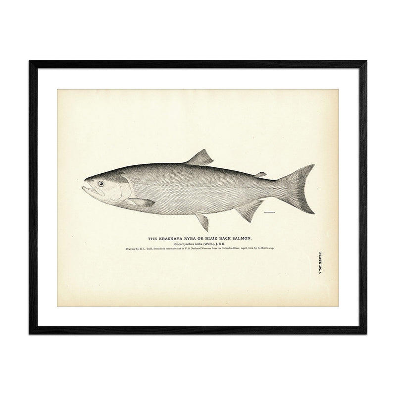 Blue Back Salmon (Krasnaya Ryba) Art Print - Muir Way - Fisheries