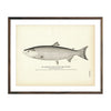 Vintage Blue Back Salmon fish print