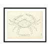 Blue Crab (Common Edible) Art Print