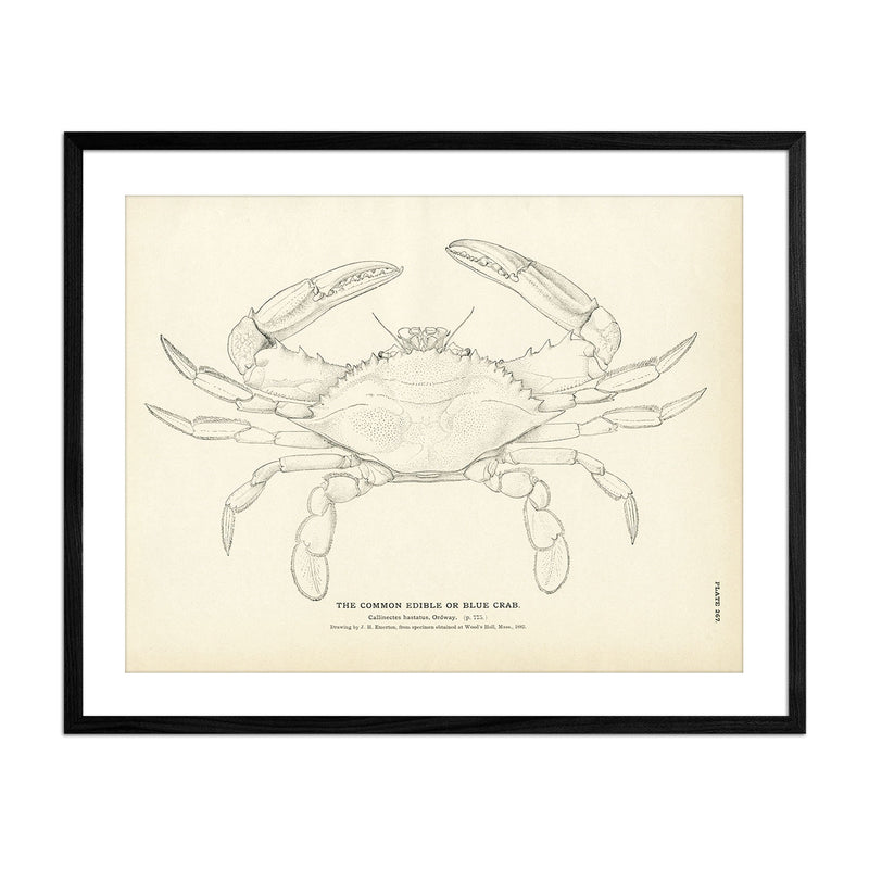 Vintage Blue Crab fish print