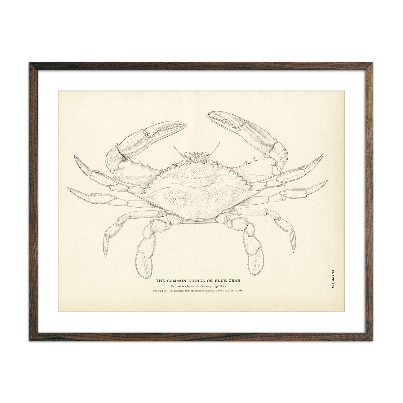 Vintage Blue Crab fish print