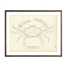 Vintage Blue Crab fish print