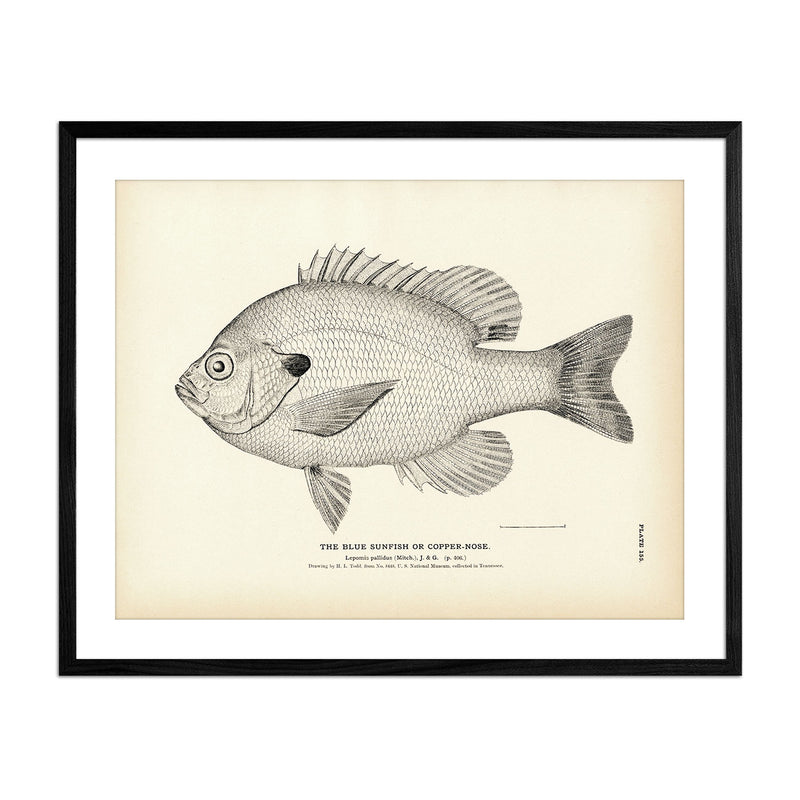 Blue Sunfish (Copper - Nose) Art Print - Muir Way - Fisheries