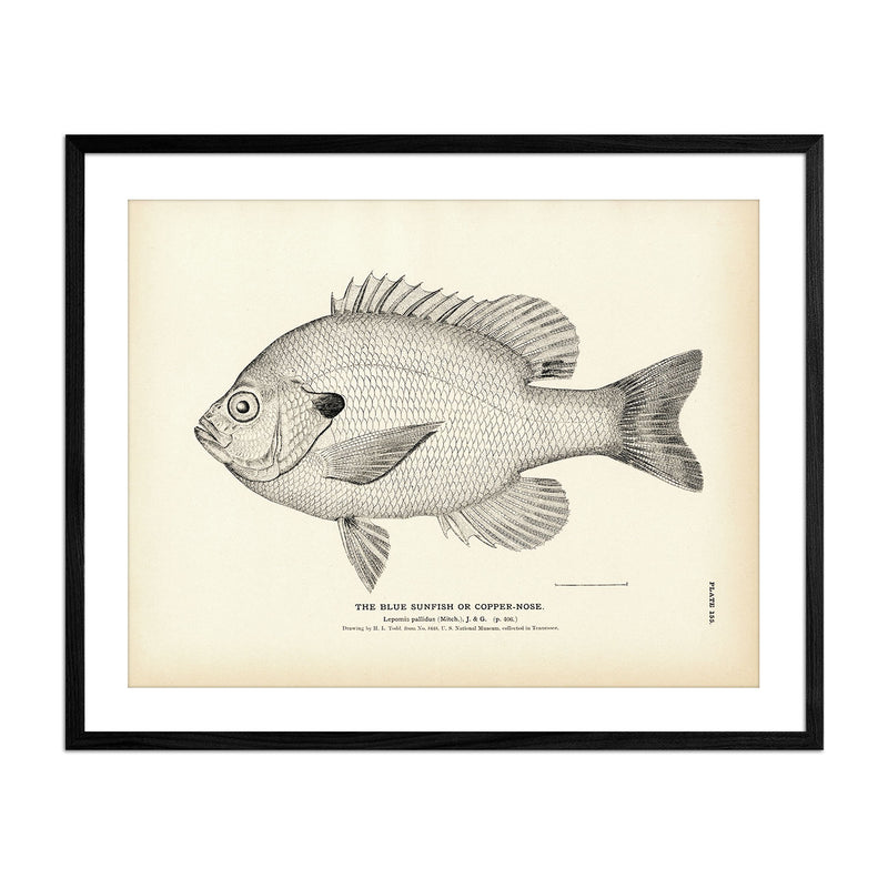 Vintage Blue Sunfish fish print