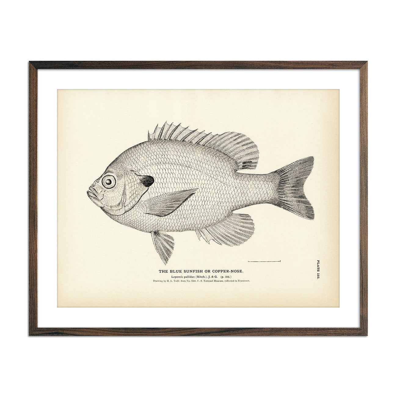 Vintage Blue Sunfish fish print