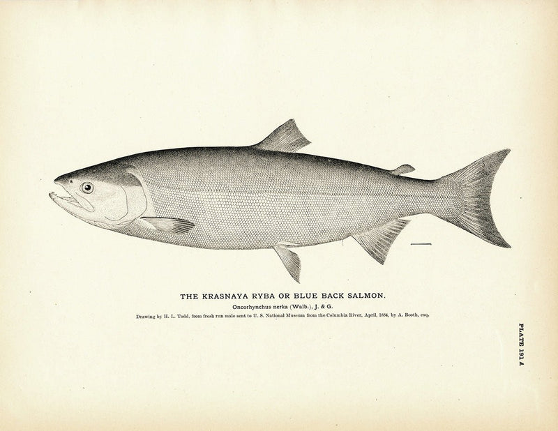Blue Back Salmon (Krasnaya Ryba) Art Print - Muir Way - Fisheries