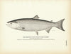Blue Back Salmon (Krasnaya Ryba) Art Print