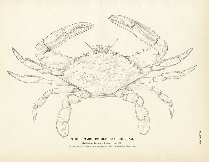 Blue Crab (Common Edible) Art Print - Muir Way - Fisheries