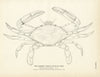Blue Crab (Common Edible) Art Print