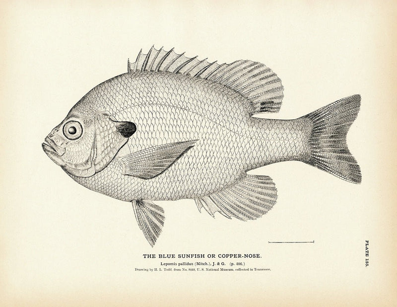Blue Sunfish (Copper - Nose) Art Print - Muir Way - Fisheries