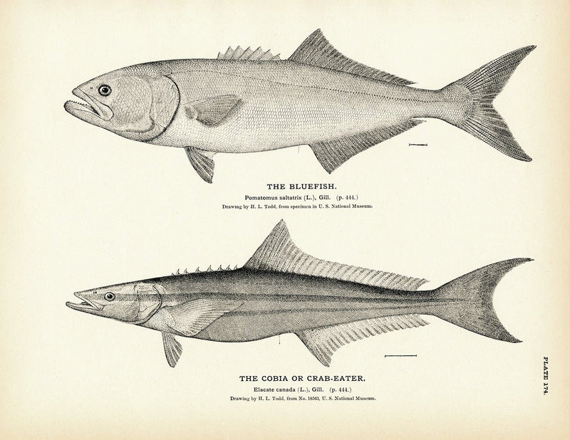 Bluefish and Cobia (Crab - Eater) Art Print - Muir Way - Fisheries