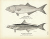 Bluefish and Cobia (Crab-Eater) Art Print