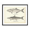 Bluefish and Cobia (Crab-Eater) Art Print