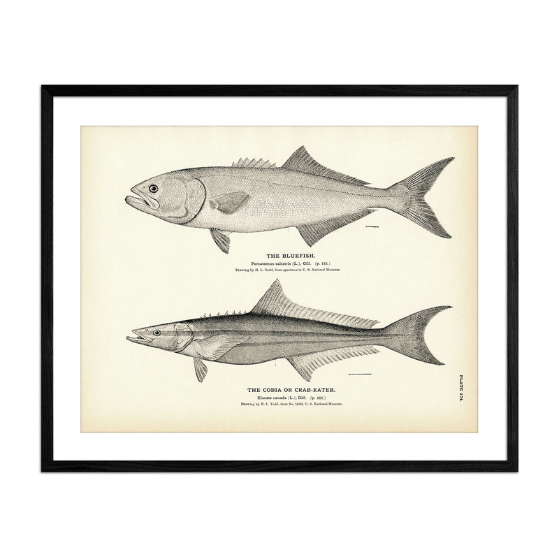 Vintage Bluefish and Cobia fish print