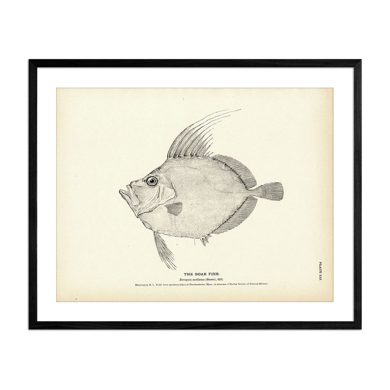 Boar Fish Art Print - Muir Way - Fisheries