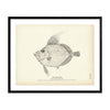 Boar Fish Art Print