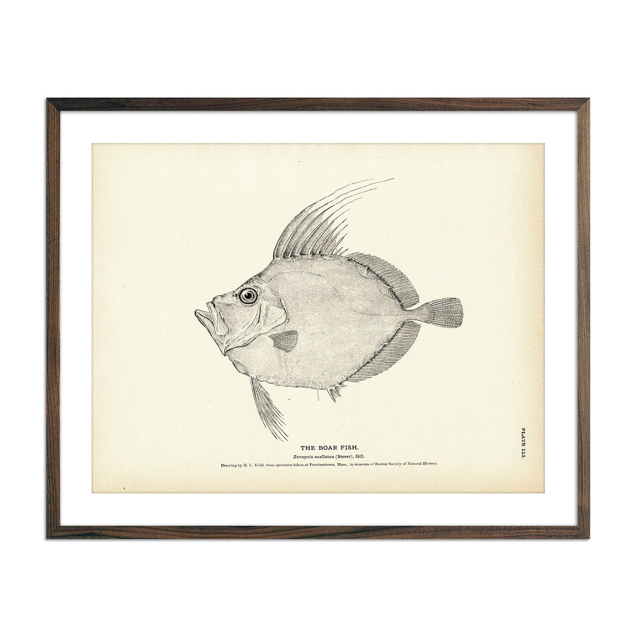Vintage Boar fish print