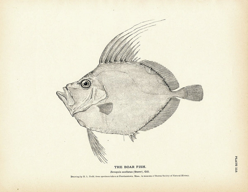 Boar Fish Art Print - Muir Way - Fisheries