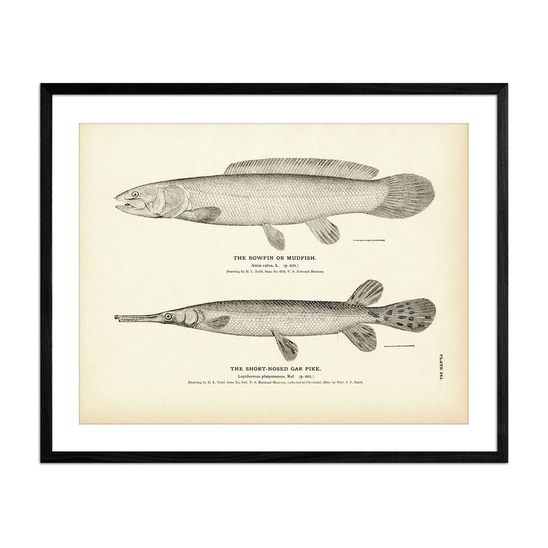 Bowfin (Mudfish) and Short - Nosed Gar Pike Art Print - Muir Way - Fisheries