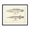 Bowfin (Mudfish) and Short-Nosed Gar Pike Art Print