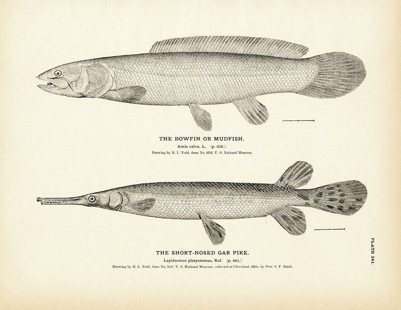 Bowfin (Mudfish) and Short - Nosed Gar Pike Art Print - Muir Way - Fisheries
