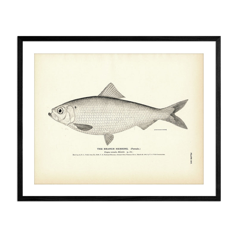 Branch Herring (Female) Art Print - Muir Way - Fisheries