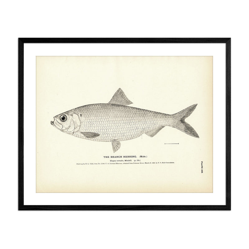 Branch Herring (Male) Art Print - Muir Way - Fisheries
