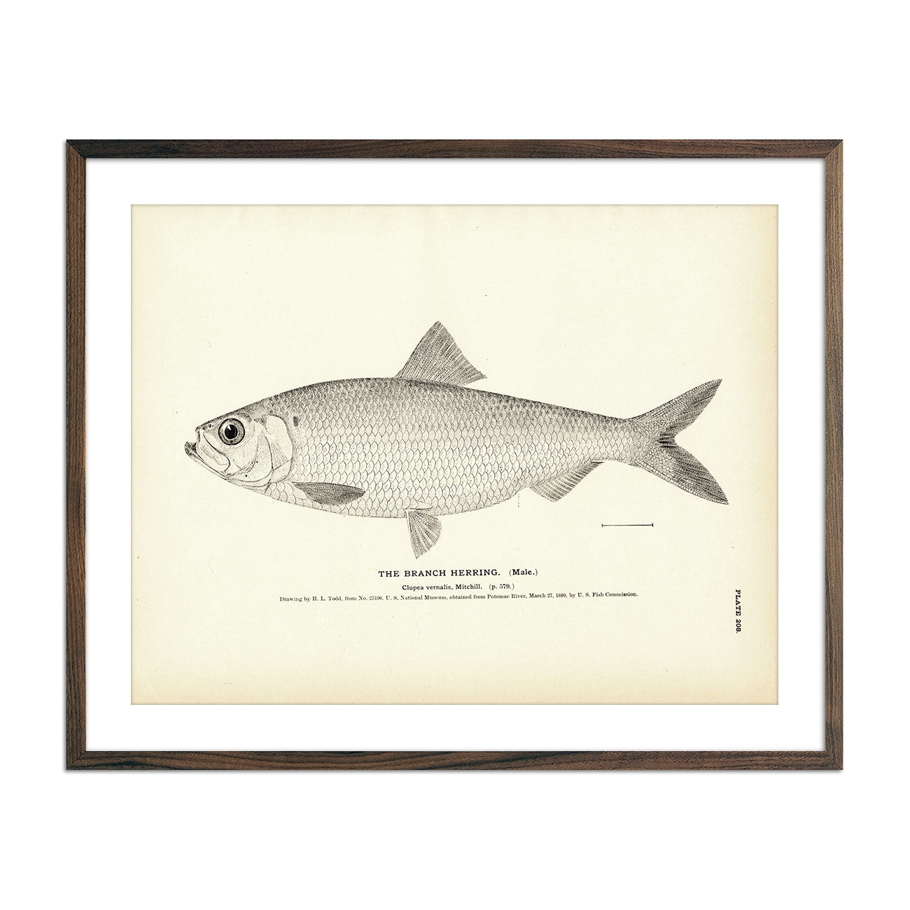 Vintage Branch Herring (Male) fish print