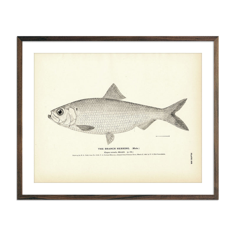 Branch Herring (Male) Art Print - Muir Way - Fisheries