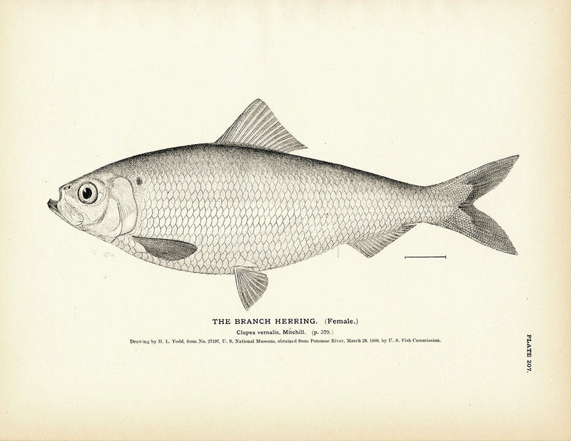Branch Herring (Female) Art Print - Muir Way - Fisheries